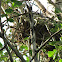 Unknown Nest