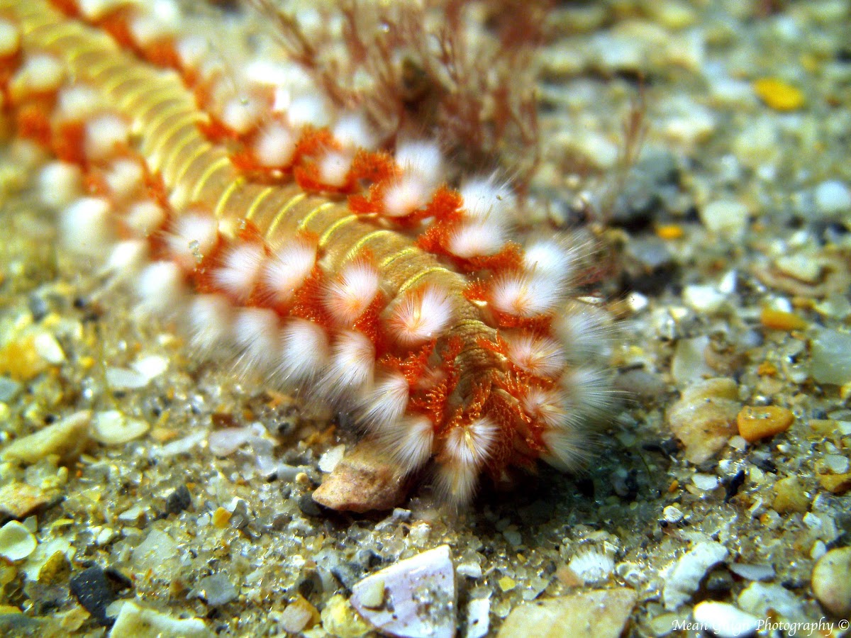 Bearded Fireworm Project Noah