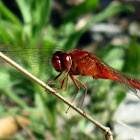 Scarlet skimmer