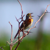 dickcissel