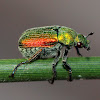 Green scarab beetle