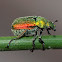 Green scarab beetle