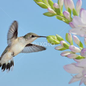 Ruby-throated Hummingbird by Terry Sohl - Animals Birds