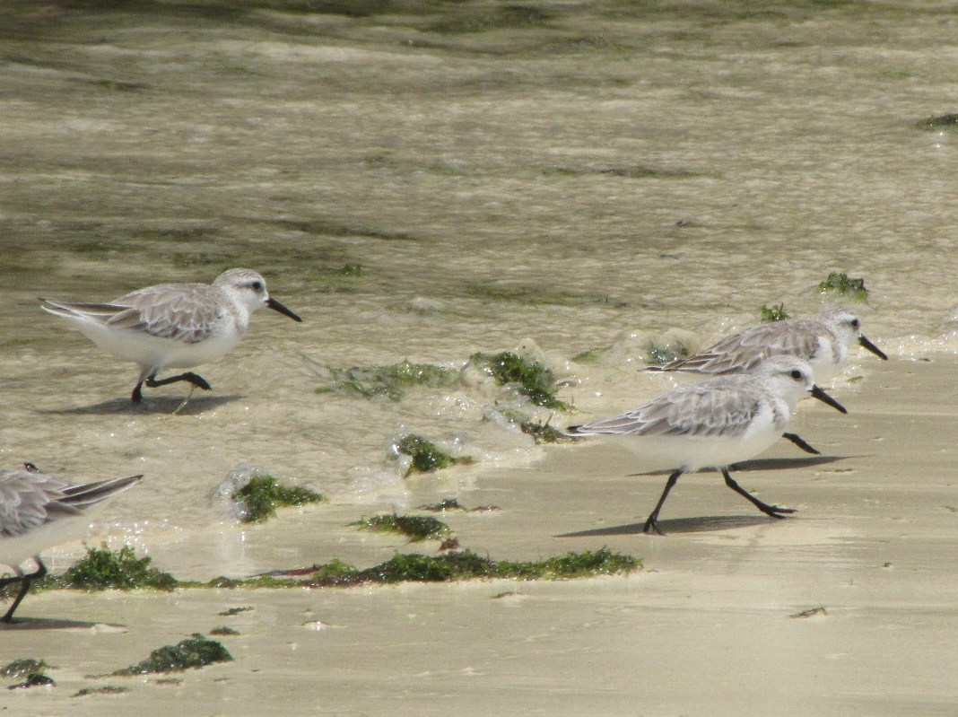 Sanderling