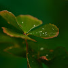 four leafed clover