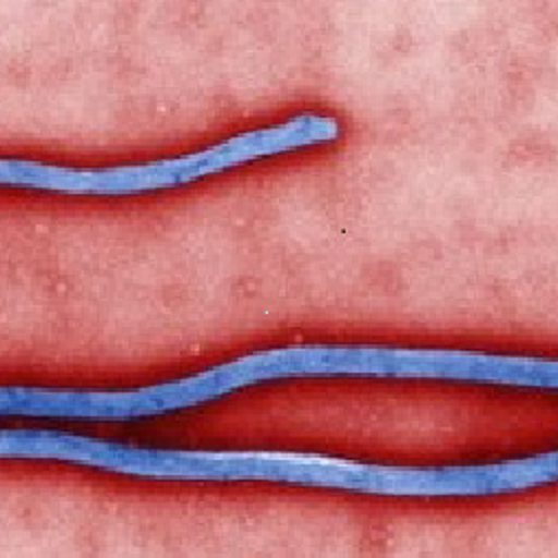 EBOLA VIRUS 伊波拉病毒 - 個人防禦