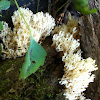 Coral fungus