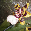 orchid