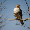 Red-Tailed Hawk (Juvenile)