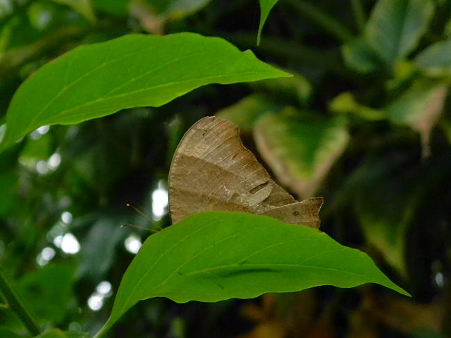 evening brown butterfly