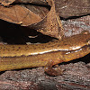 Southern Two-lined Salamander