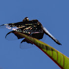 Lucia Widow/Black-winged Widow