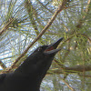 Florida Crow