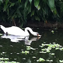 Mute Swan