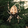 Diadem spider (Épeire diadème)