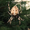 Diadem spider (Épeire diadème)