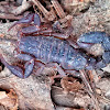 Southern Unstriped Scorpion