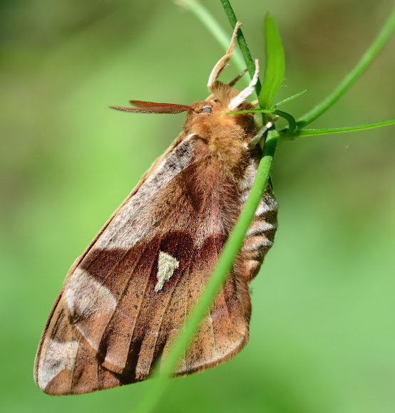 Tau emperor Project Noah