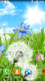 Summer Flowers Wallpaper