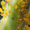 Milkweed or Oleander Aphid