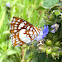 Mariposa Glaphyra Metalmark Butterfly