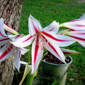 Geneva by Dianne Stephens-Miller - Flowers Flower Buds