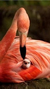Mothers Day Wallpapers Screenshots 4