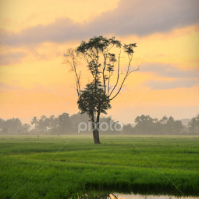 Alone at the paddy field by Azam Khalid - Landscapes Prairies, Meadows & Fields