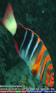 Marine Aquarium Fish 1 FREE - náhled