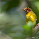 Yellow Warbler (Mangrove)