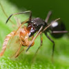 Black Ant-Mimicking Jumping Spider