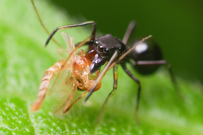 Black Ant-Mimicking Jumping Spider