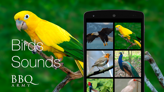 Birds Sounds for Bird