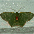 Hemithea Emerald Moth