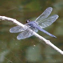 Keeled Skimmer