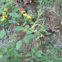 Jewelweed