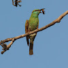 Green Bee Eater