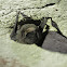 Bent-winged bat