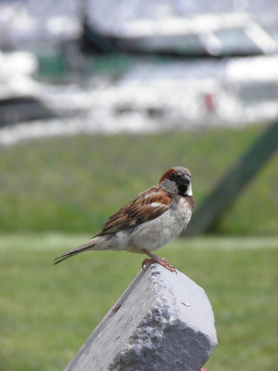 House Sparrow (Gorrión)