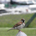 House Sparrow (Gorrión)