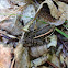 Pickerel frog