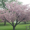 Cherry Tree