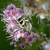 Bee Chafer Beetle