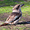 Laughing Kookaburra