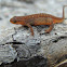 Eastern newt