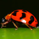 Transverse Ladybird Beetle