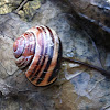 Grove Snail, Brown Lipped Snail