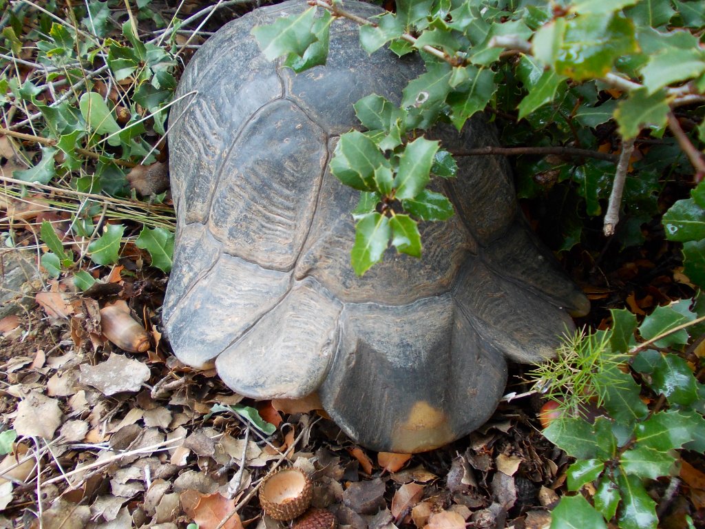 Greek marginated tortoise (κρασπεδοχελώνα)