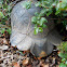Greek marginated tortoise (κρασπεδοχελώνα)