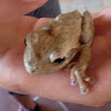 Cuban tree frog